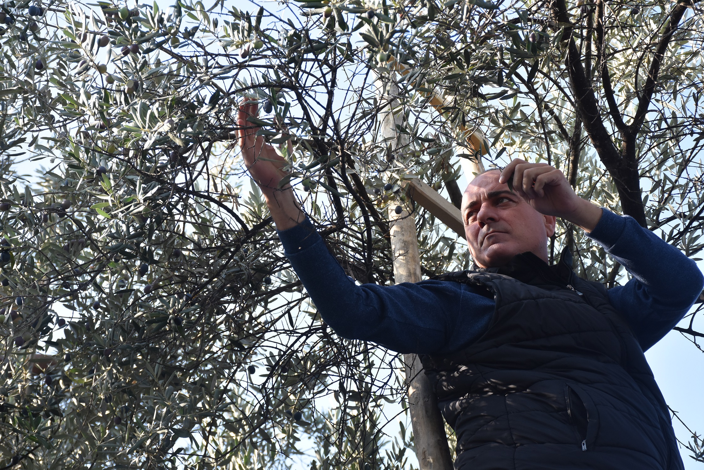 Türkiye’de sofralık zeytin denilince ilk akla gelen Gemlik’te üreticilerin sıkıntısı her
