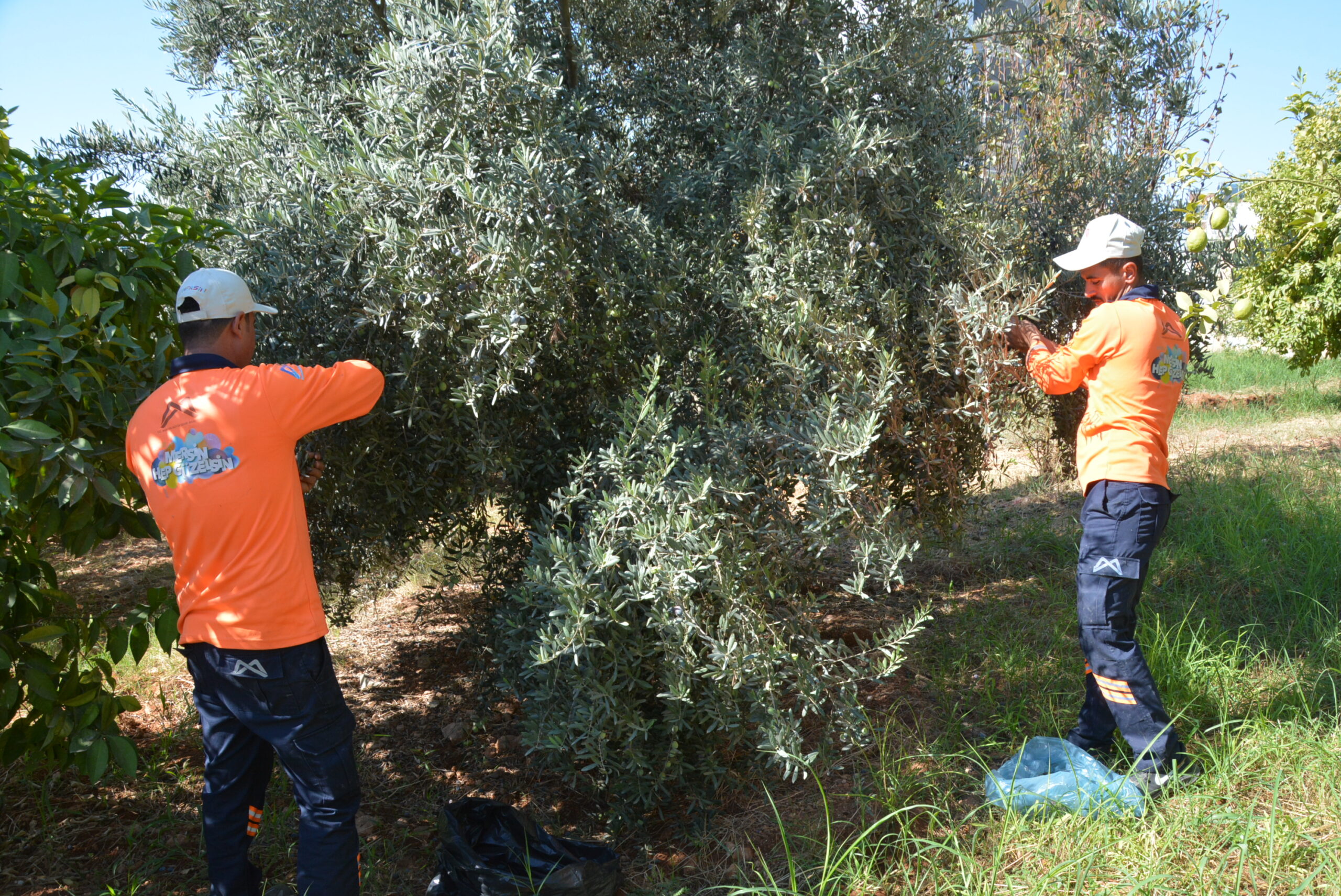 ZEYTİN AĞAÇLARI MEYVESİNİ VERDİ, BÜYÜKŞEHİR DEĞERLENDİRDİ BÜYÜKŞEHİR, DALDAKİ ZEYTİNİ DE