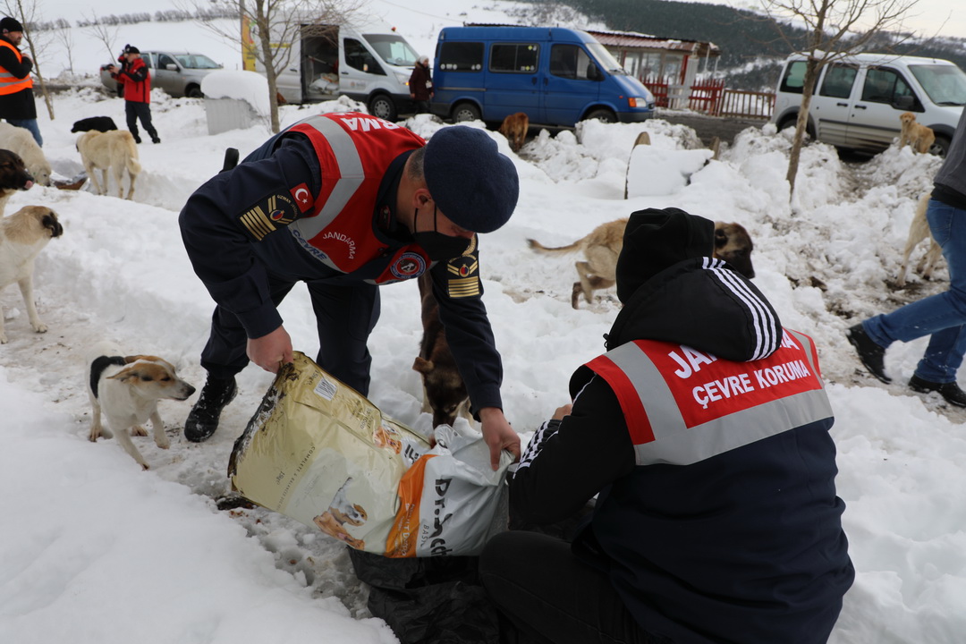 ORTAKLAŞA DÜZENLENEN ETKİNLİKLE SOKAK HAYVANLARININ YAŞAM ALANLARINA 600 KG MAMA
