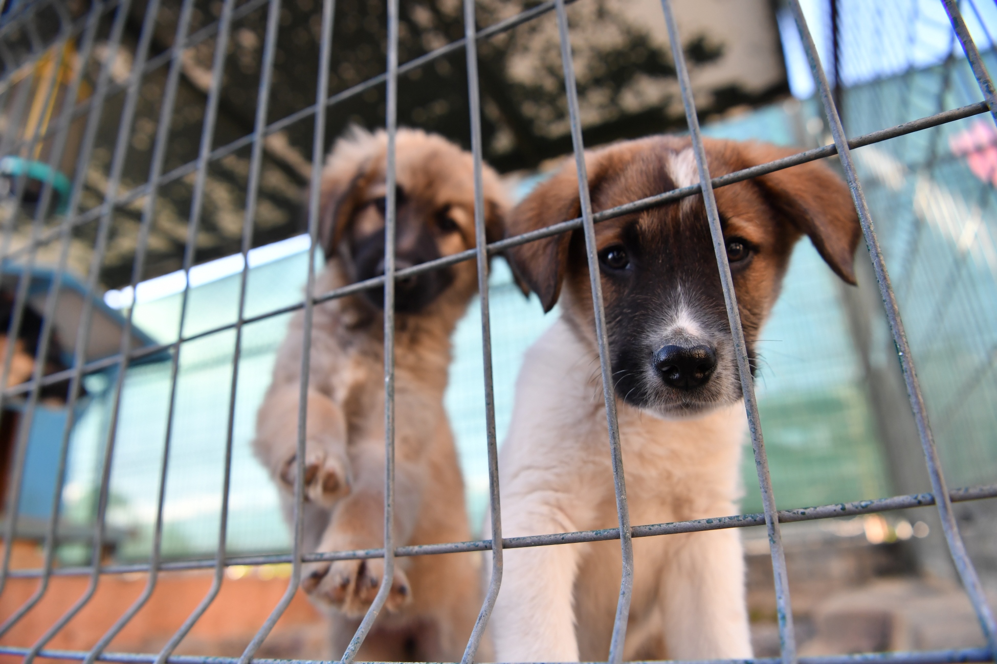 Konyaaltı Belediyesi Sokak Hayvanları Rehabilitasyon Merkezi, geçen yıl 23 ton