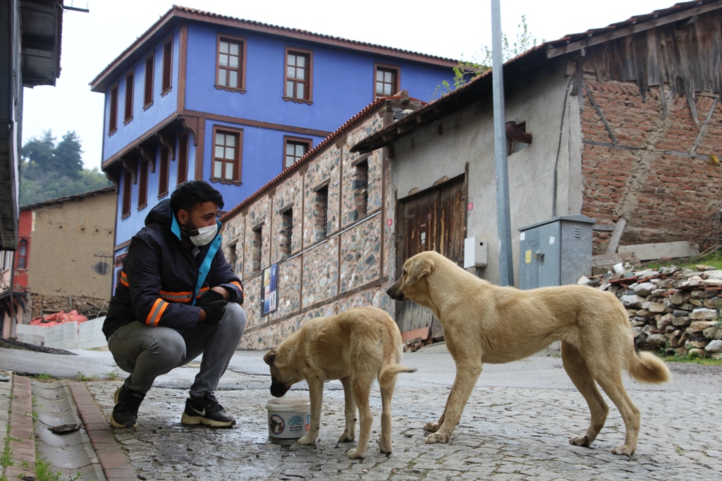 Nilüfer Belediyesi Veteriner İşleri Müdürlüğü ekipleri, kış koşullarında yiyecek bulamayan