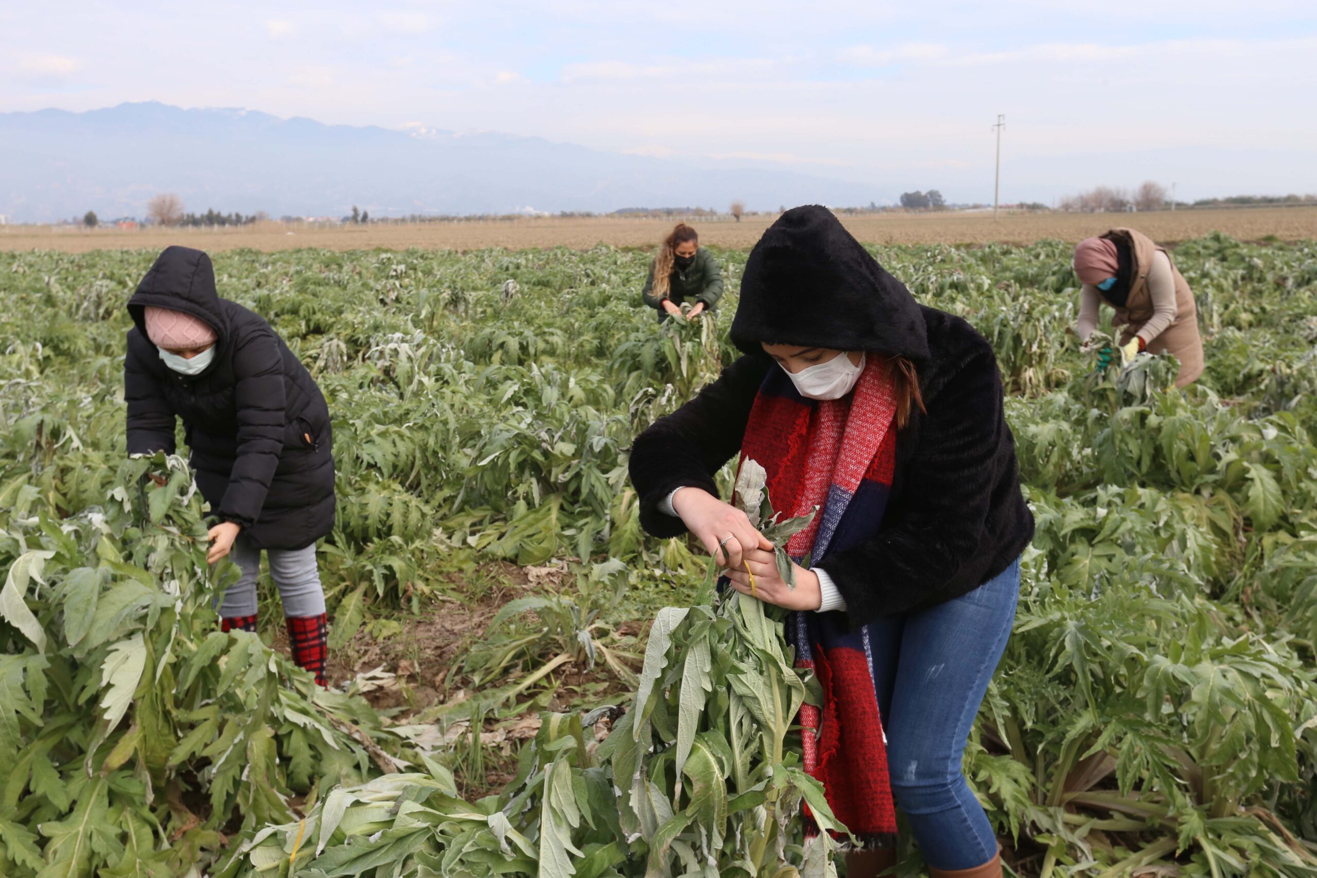 Efeler Belediyesi, kendisine ait tarım arazisinde yetiştirdiği enginarları dondurucu soğuktan