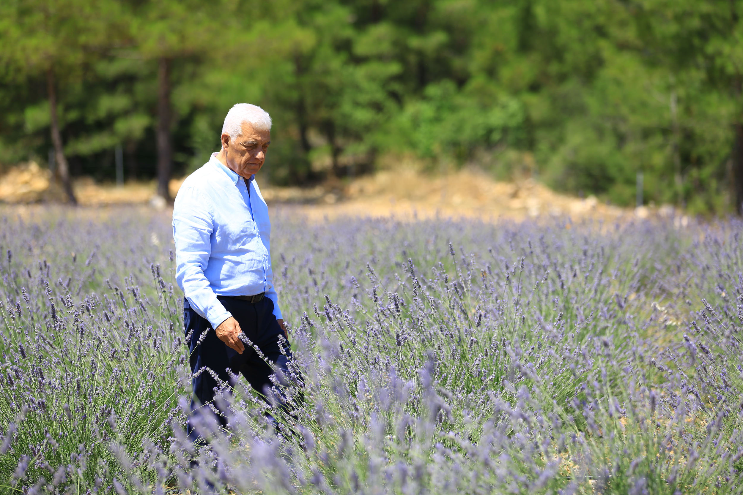 Muğla’da Büyükşehir Belediyesi’nin öncü olduğu ve süs bitkisi, lavanta, kıl