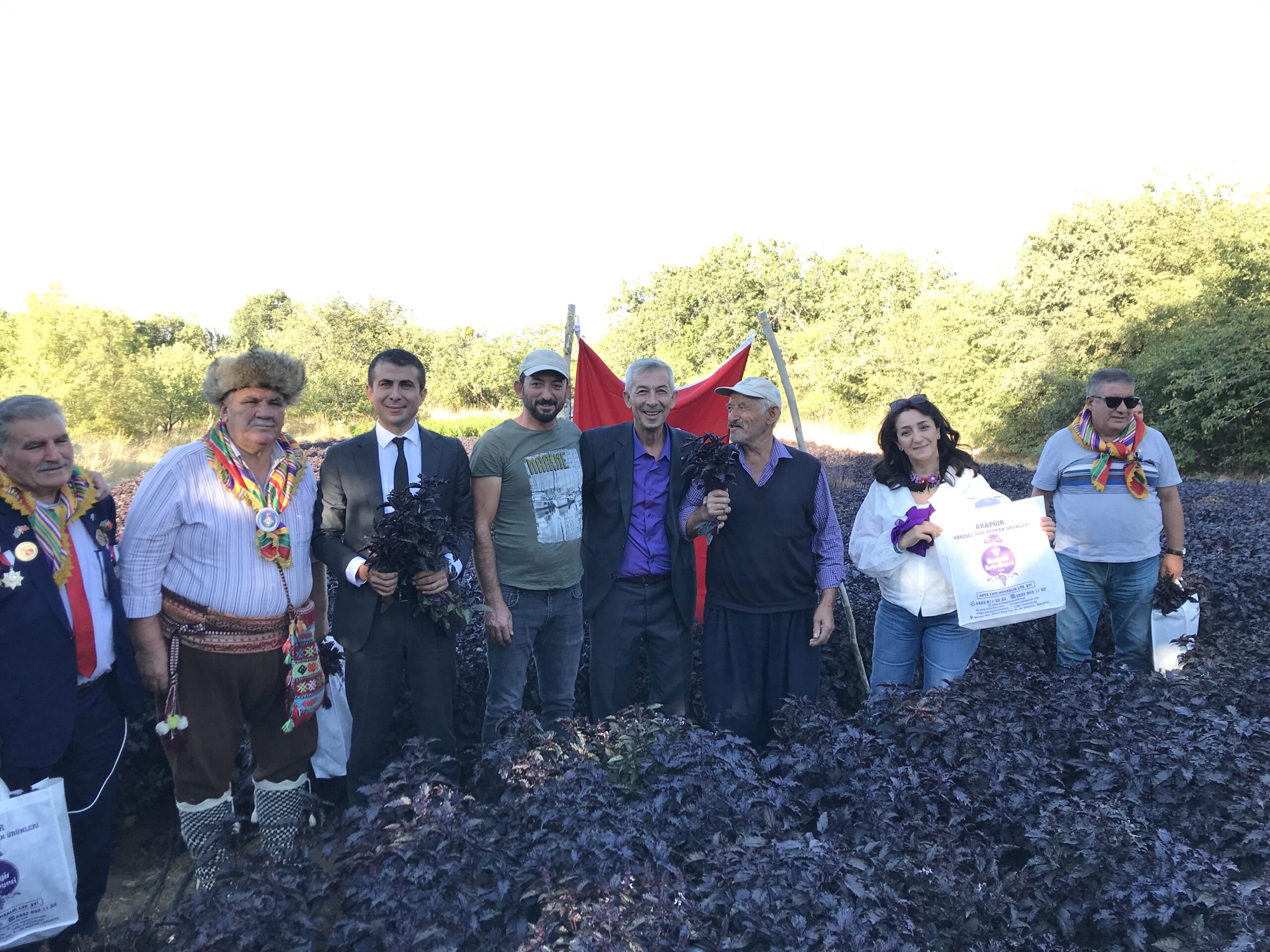 Arapgir’de geleneksel olarak düzenlenen Arapgir Bağbozumu ve Mor Reyhan Hasat