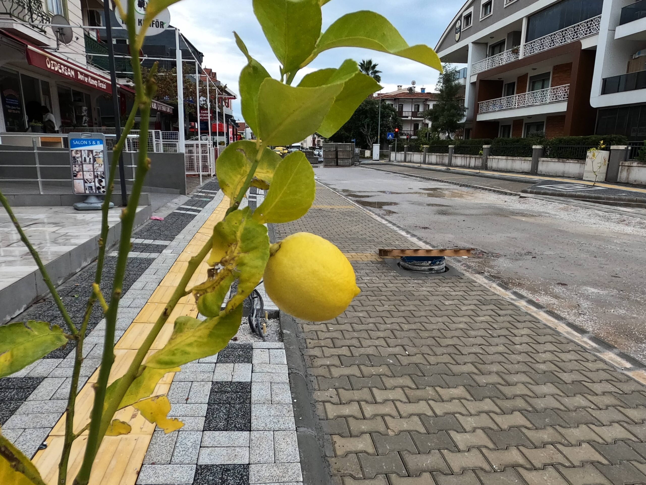 Marmaris Belediyesi üst yapı çalışmaları tamamlanan bölgelerde kaldırımlara limon ağacı