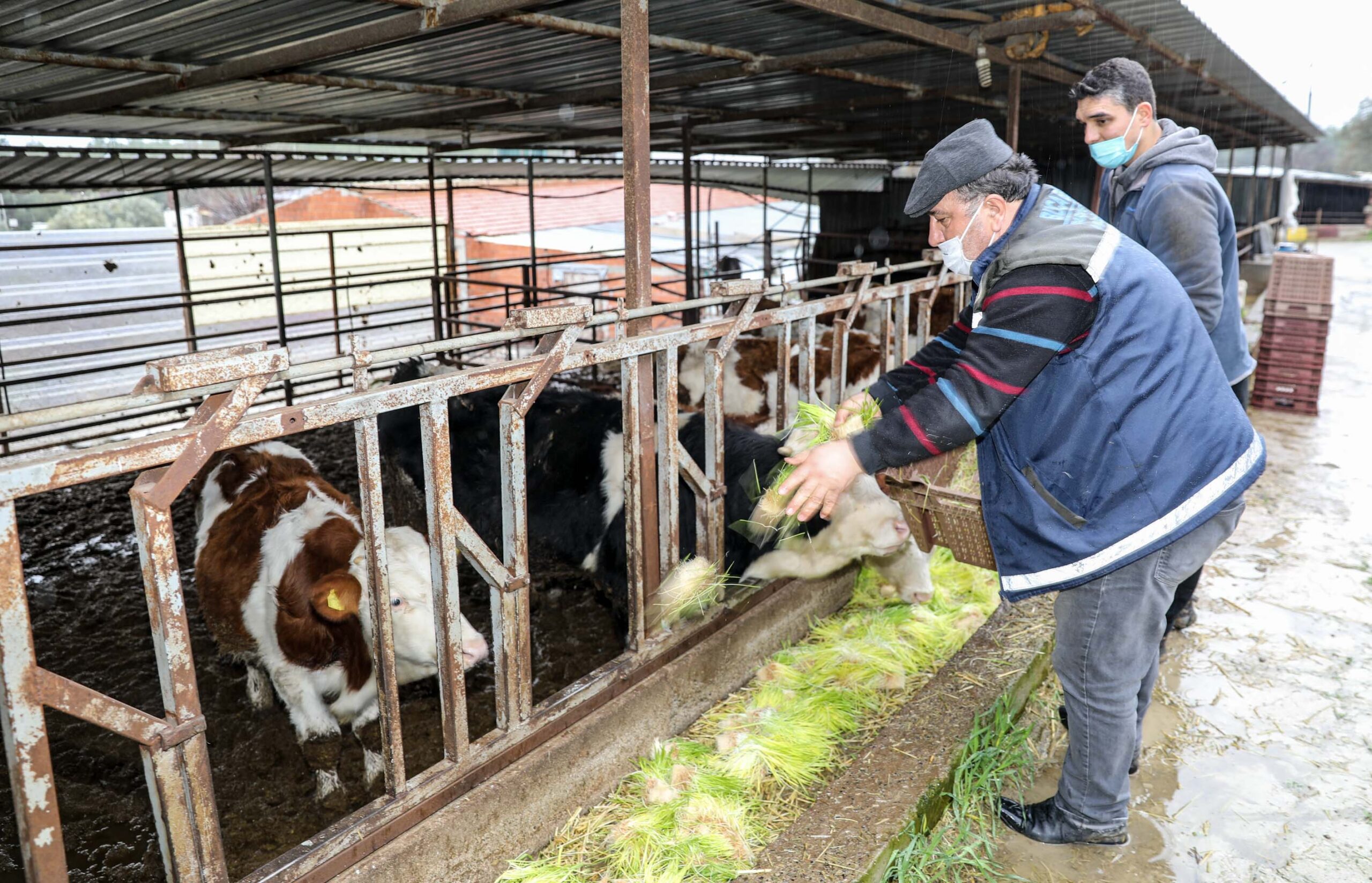 Buca Belediyesi hayvancılığın kaderini değiştiriyor Buca’da günde 5 ton hasıl