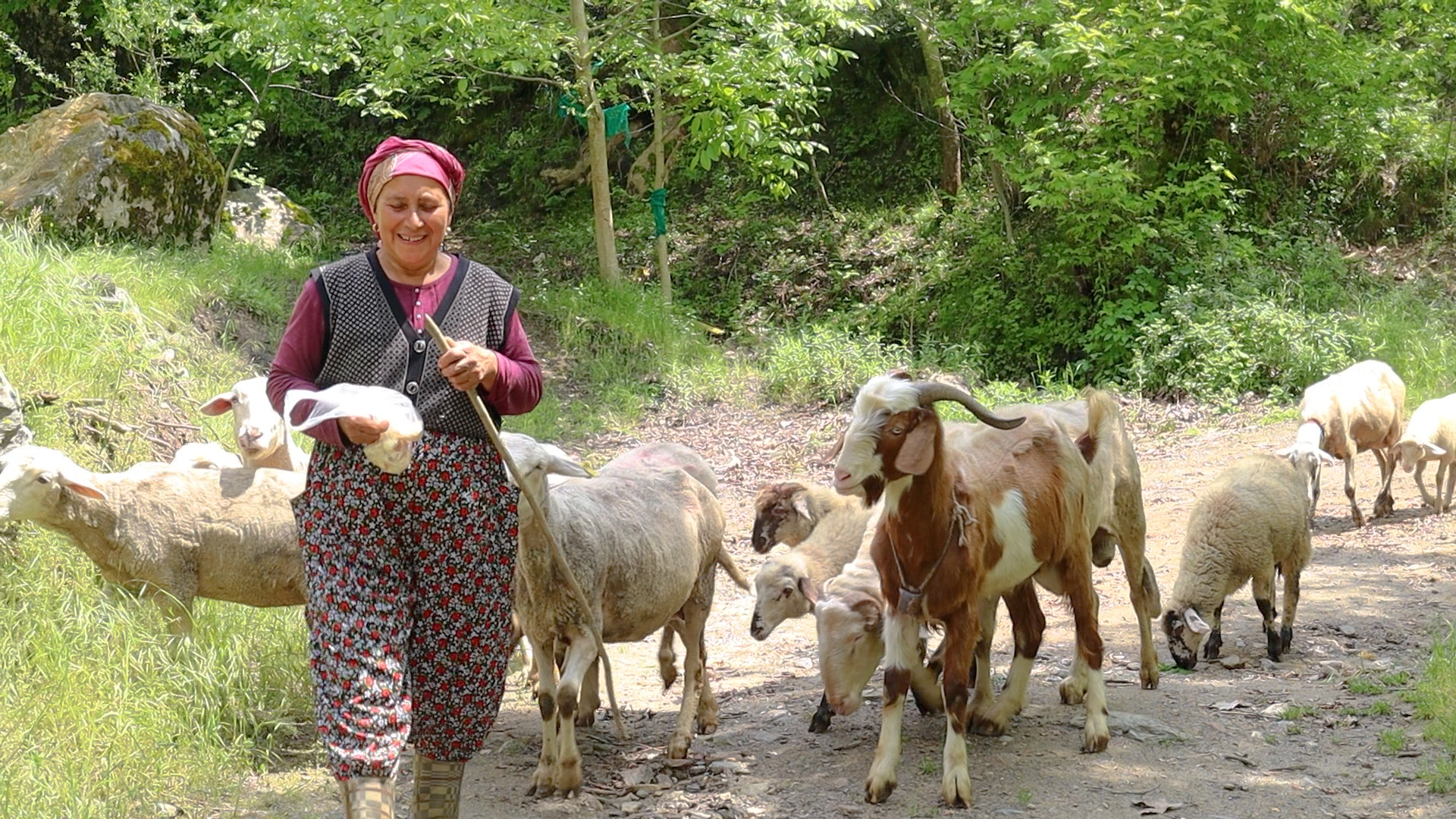 Merkezefendi Belediyesi’nde ‘Kırsal Kalkınma Eylen Planı’ dahilinde kadın üreticilere dağıtılan