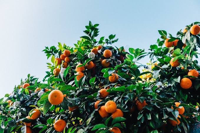 Türkiye’nin önemli bir narenciye üretim merkezi olduğunu ifade eden NerminYıldırım