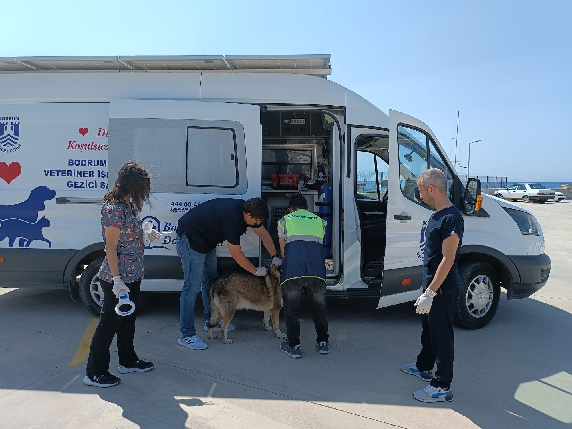Bodrum Belediyesi Veteriner İşleri Müdürlüğü, ilçe genelinde çalışmalarını titizlikle yürütürken