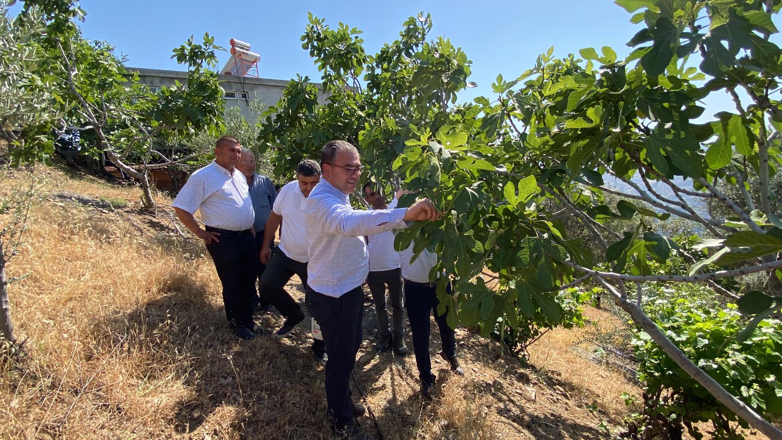 CHP’Lİ EVRİM KARAKOZ İNCİR İLEKLEDİ, STRATEJİK ÜRÜN VURGUSU YAPTI Cumhuriyet