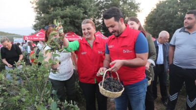 Üreten belediye İzmit Belediyesi, mucize meyve aronyanın hasadını İzmitlilerle birlikte
