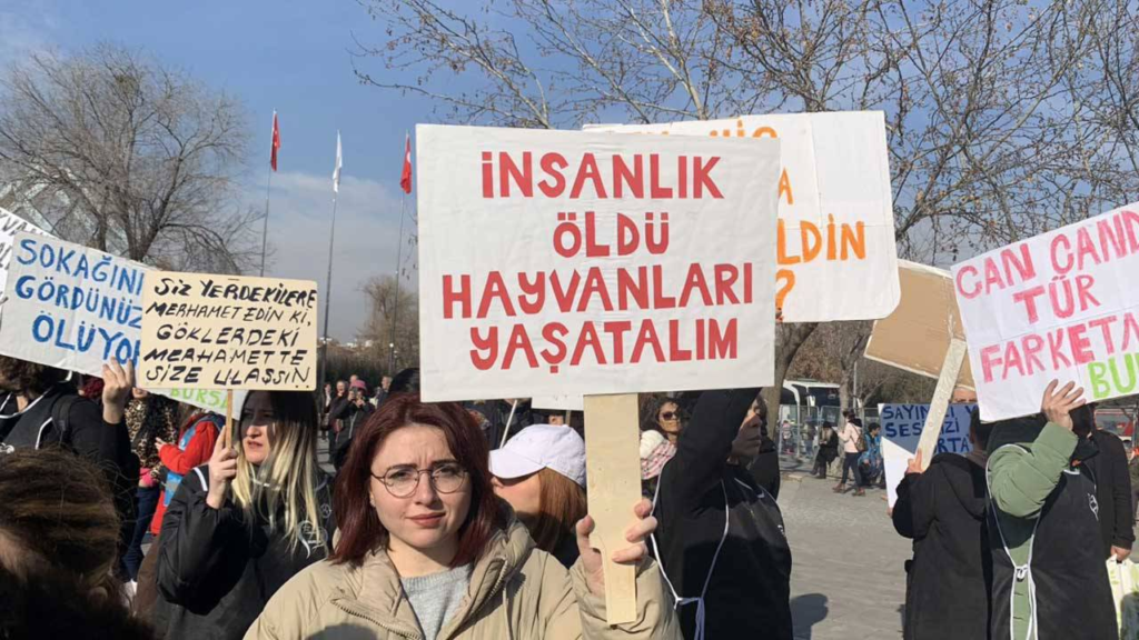 Sokak köpeklerinin öldürülmesini öngören 17 maddelik ‘katliam yasası’ AKP ve
