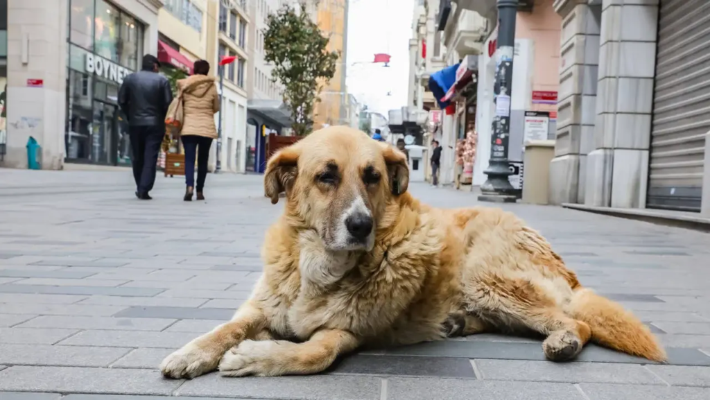 Sokakta yaşayan hayvanlara yönelik düzenlemeler içeren ve kamuoyunda katliam yasası
