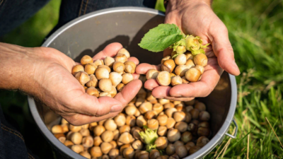 TMO, 2024/2025 dönemi için fındık alım fiyatını belirledi. Levant kalite