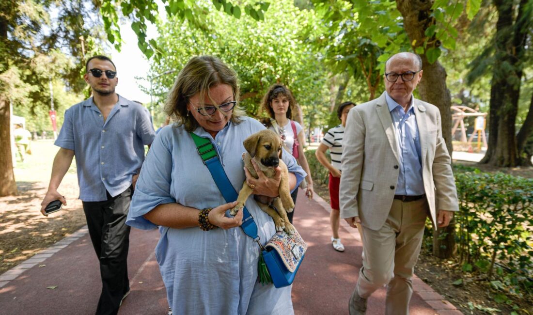 Sahipsiz Köpek Popülasyonu Yönetimi İzmir Eylem Planı hazırlandı İzmir Büyükşehir