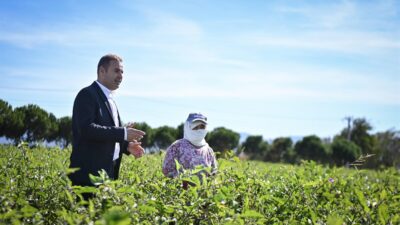 Balıkesir Büyükşehir Belediye Başkanı Ahmet Akın, tarlada patlıcan hasadı yapan
