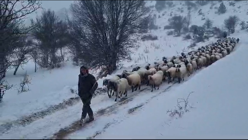 MERSİN BÜYÜKŞEHİR ÇOBANLARI VE HAYVANLARINI DONMAKTAN KURTARDI BÜYÜKŞEHİR EKİPLERİ, KAR YAĞDIĞI ANDAN BERİ SAHADAMersin Büyükşehir Belediyesi karla