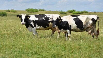 Tekirdağ Büyükşehir Belediyesi, tarım ve hayvancılık alanında üreticilere destekprojelerini uygulamaya