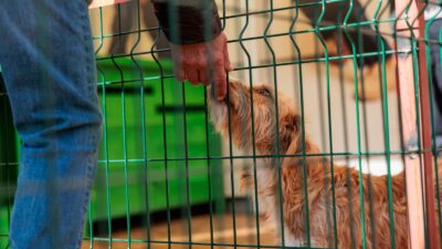 Konak’tan patili dostları sahiplendirme etkinliği: Yeni yıla sıcak yuvalarında girecekler Konak Belediyesi’nin ‘Patili Dostlarımızı Sahiplendiriyoruz’ etkinliğiyle sahiplenmenin önemine bir kez