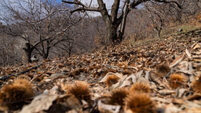 Kırsalda üreticinin ayakta kalması için çalışmalarını sürdüren İzmir Büyükşehir Belediyesi,