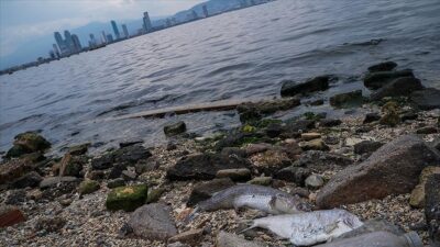 İzmir Körfezi’nin “aşırı” kirliliğinin 4 mevsim sürdüğü belirlendi İzmir Körfezi