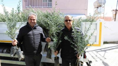 Urla’da zeytin üreticisine7 bin fidan desteği Zeytinde “UrlaModeli” hayata geçiyorUrla’da zeytin seferberliği20 mahalleye fidan desteği Urla
