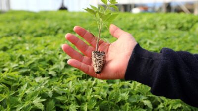 Bodrum Belediyesinden Çiftçiye Yazlık Fide Desteği Bodrum Belediyesi seralarında üretilen yaklaşık 250 bin adet fide, Bodrumlu