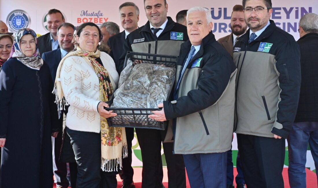 Bursa Büyükşehir Belediyesi, kentteki çilek üretiminin daha verimli hale getirilmesi