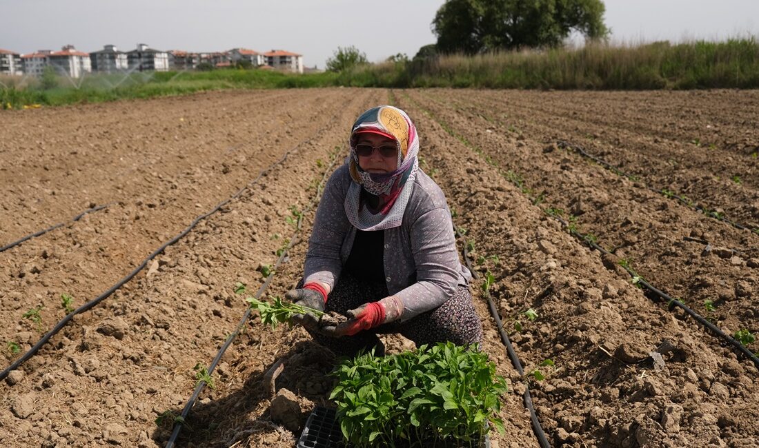Ayvalık’ta Tarımdan Sofraya Kadın Eli Değiyor. Küçükköy Üretim Mutfağı’nda üretime katılan kadınlar, mutfakta kullanacakları ürünlerinfidelerini de