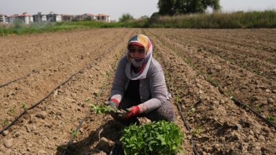 Ayvalık’ta Tarımdan Sofraya Kadın Eli Değiyor. Küçükköy Üretim Mutfağı’nda üretime katılan kadınlar, mutfakta kullanacakları ürünlerinfidelerini de