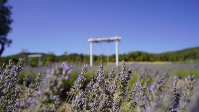 YUNUSEMRE LAVANTA BAHÇESİ ZİYARETÇİLERİNİ BEKLİYOR Yunusemre Belediyesi’nin Ortaköy Mahallesi’nde 7 bin metrekare alan üzerinde hayata
