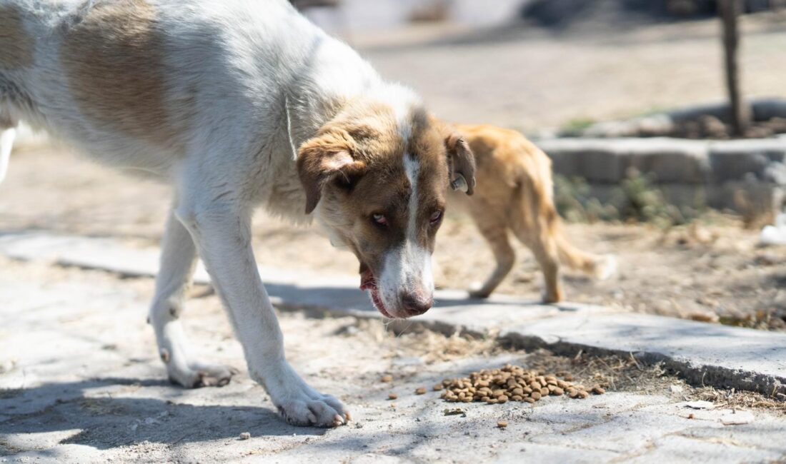 İzmir Büyükşehir Belediyesi, Aliağa Bozköy’deki yangından etkilenen sahipsiz bir köpeği