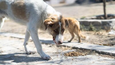 İzmir Büyükşehir Belediyesi, Aliağa Bozköy’deki yangından etkilenen sahipsiz bir köpeği