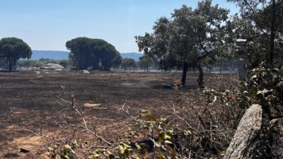 Bergama’daki orman yangını kontrol altına alındı İzmir’in Bergama ilçesinde anız yakılması sonucu çıktığı tahmin edilen orman