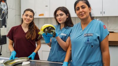 İzmir’de Yangından Kurtarılan Kaplumbağanın Tedavisi Sürüyor İzmir Büyükşehir Belediyesi ekiplerinin 23 Temmuz’da Bayındır’daki yangında kurtardığı kaplumbağanın