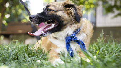 Ataşehir Belediyesi’nden Sokak Hayvanlarına Modern Tedavi İmkanı Sokak hayvanlarının sağlık ihtiyaçlarını karşılamaya yönelik önemli bir adım daha