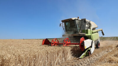 NİLÜFER’DE BUĞDAY HASADI BAŞLADI Nilüfer Belediyesi’nin NİLKOOP iş birliği ile ekimini gerçekleştirdiği buğdayın ilk