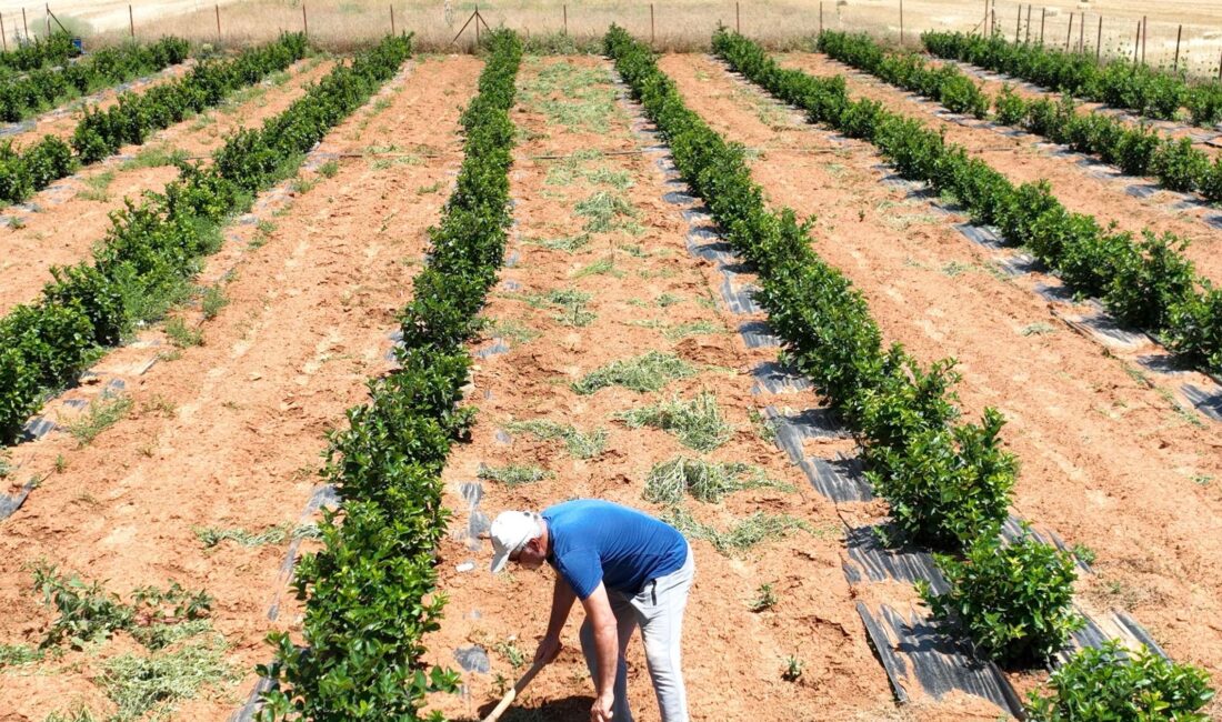 Antalya Büyükşehir Belediyesi, susuzluk nedeniyle tarım yapılamayan ve yoğun göç