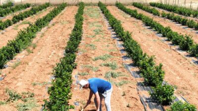 Beğiş’te tarım arıtma suyuyla yeşerdi Antalya Büyükşehir Belediyesi, susuzluk nedeniyle tarım yapılamayan ve yoğun göç