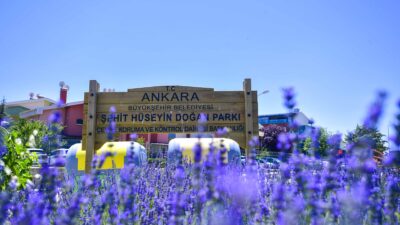 Ankara Büyükşehir Belediyesi’nin Ata Çiftliği ve Yaşamkent Mahallesi’ndeki lavanta bahçeleri,