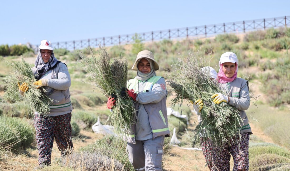 Merkezefendi Belediyesi tarafından Yenişafak Mahallesi’nde 35 dekarlık alana dikilen lavantaların