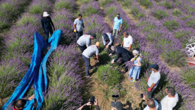 Tarlada lavanta, şişede kolonya, yürekte emek.. İzmit Lavanta Bahçesi’de 4. Hasat İzmit Belediyesi, Durhasan Lavanta Bahçesi’nde bu yıl 4’üncü kez lavanta