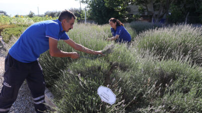 Muğla’da Aromatik Üretim Ekonomiye Katkı Sağlıyor Muğla Büyükşehir Belediyesi tarafından kurulan Yerel Tohum Distilasyon Tesisi, hem