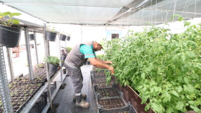 Derince Belediyesi Kendi Serasını Kurdu, Yeşil Geleceğe Adım Attı ‘Daha Yeşil Bir Derince’ hayalini gerçeğe dönüştürmek için kendi serasını