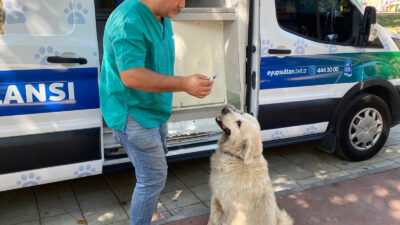 Eyüpsultan Belediyesi, sokak hayvanlarının sağlığı için temmuz ayı boyunca mobil