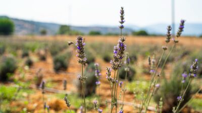 Milas Belediyesi Lavanta Hasadı Gerçekleştirdi Milas Belediyesi tarafından çiftçilere alternatif ürün sunmak ve vatandaşlarımızın hoşça