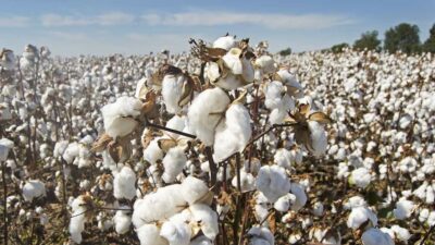 CHP BURSA MİLLETVEKİLİ ORHAN SARIBAL “PAMUK ALIM FİYATI EN AZ 30 TL OLMALI” CHP Bursa Milletvekili Orhan Sarıbal, pamuk alım fiyatının maliyetin altında