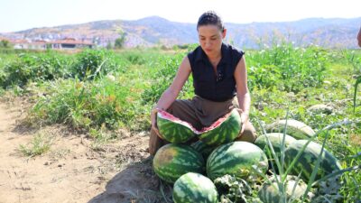 Karpuz Tarlasında Umut Filizlendi: Başkan Sengel’den Üreticiye Destek Eli İktidarın uyguladığı tarım politikalarıyla her geçen gün üretmekten uzaklaşan çiftçi,