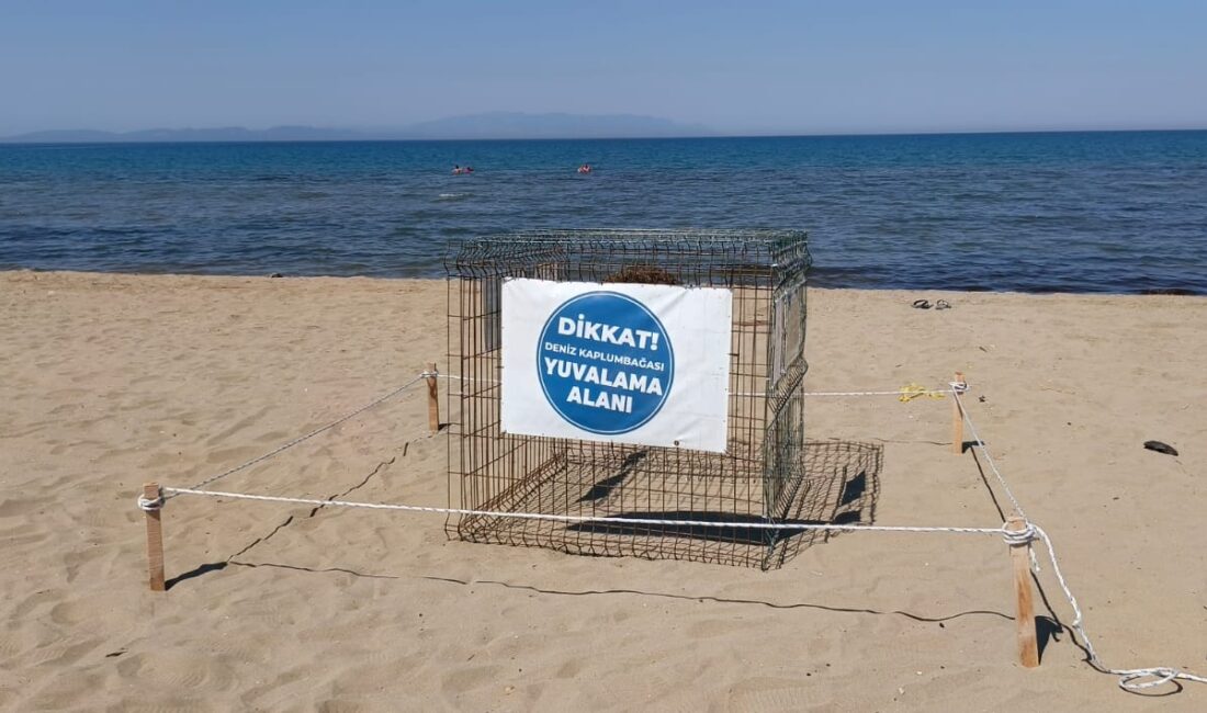 Nesilleri tükenme tehlikesi ile karşı karşıya olan Caretta Carettalar Pamucak