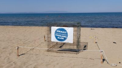 Nesilleri tükenme tehlikesi ile karşı karşıya olan Caretta Carettalar Pamucak